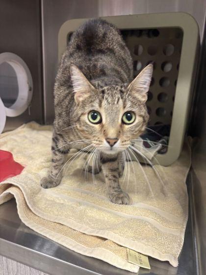 Brave Little Toaster, Adoptable, Adult Female Domestic Short Hair & Domestic Short Hair.