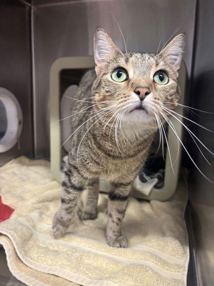 Enlarge Brave Little Toaster, a Adoptable mixed breed in Lafayette, IN image 2/3