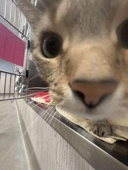Enlarge Brave Little Toaster, a Adoptable mixed breed in Lafayette, IN image 3/3