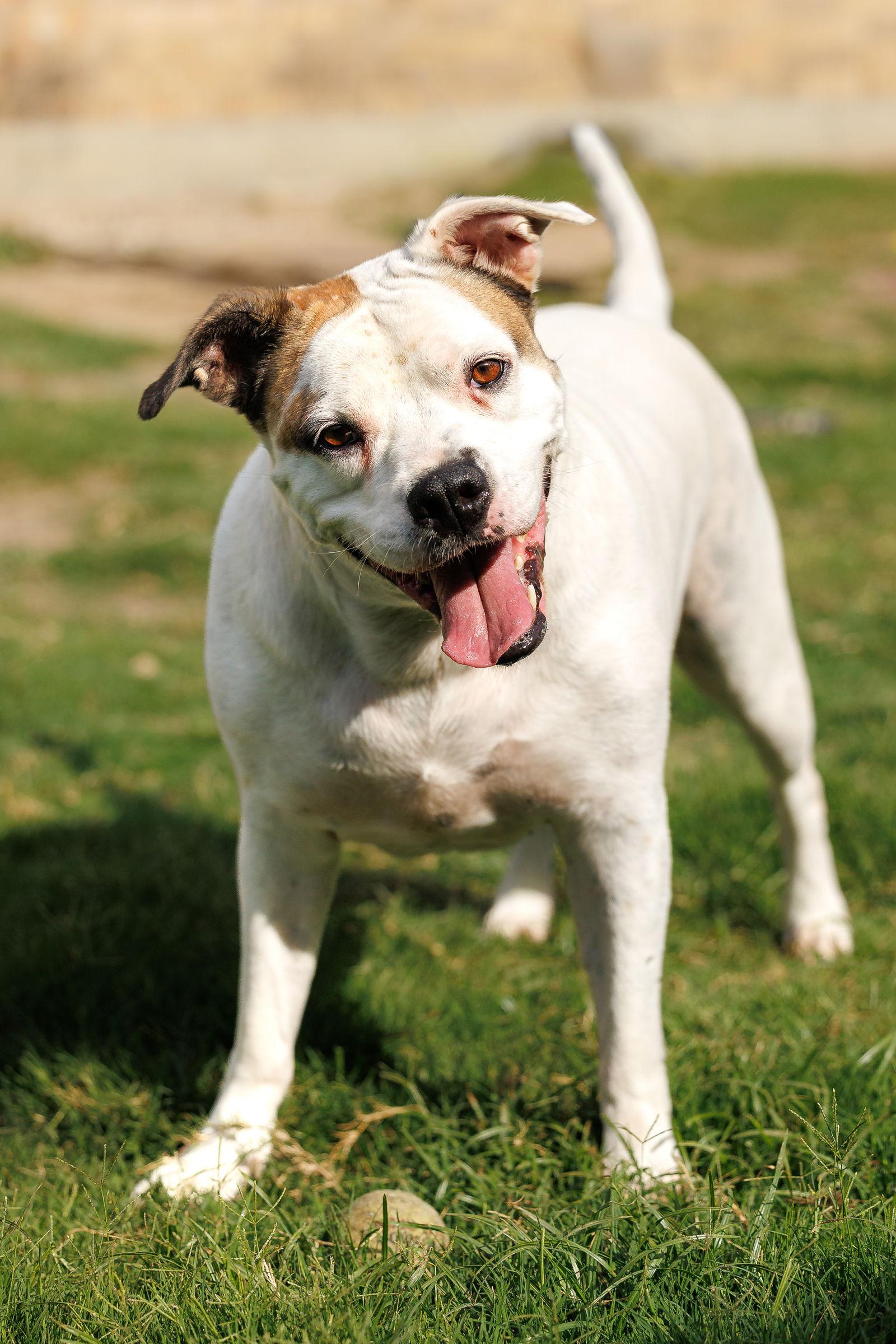 Baby, a Adoptable mixed breed in McKinney, TX image 1/3