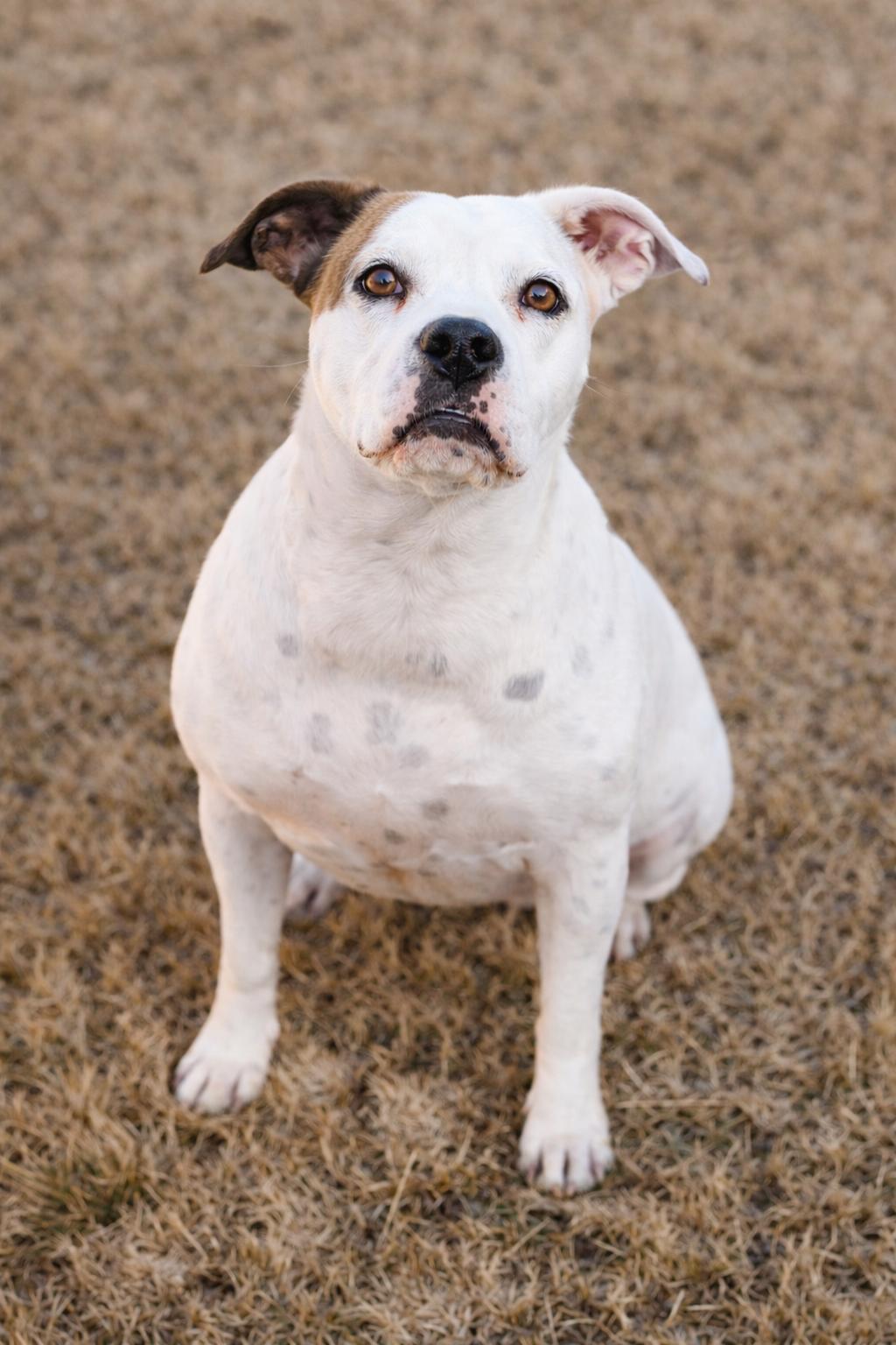 Enlarge Baby, a Adoptable mixed breed in McKinney, TX image 1/3