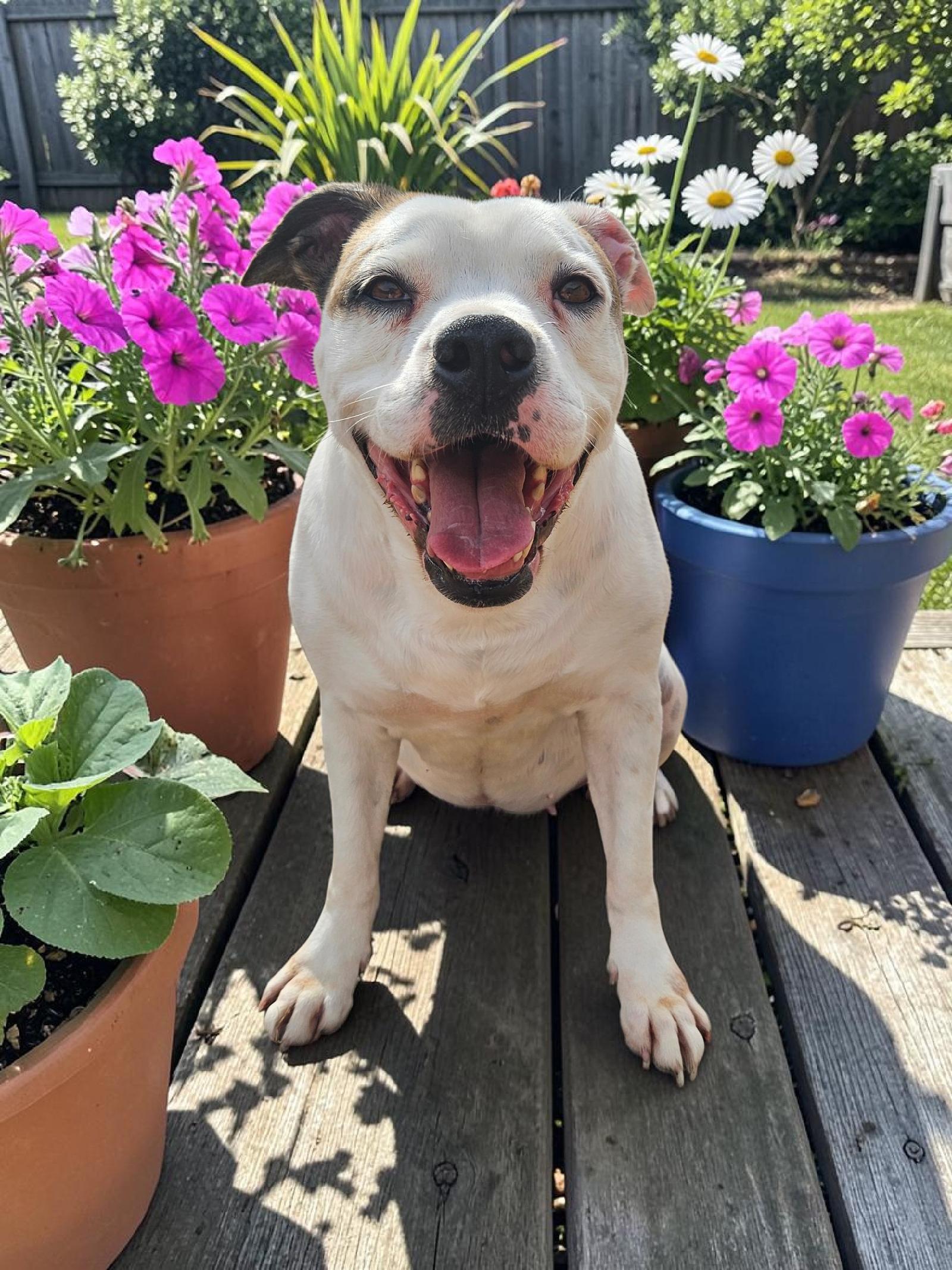 Baby - Diamond Dog, Adoptable, Adult Female Pit Bull Terrier & Boxer.