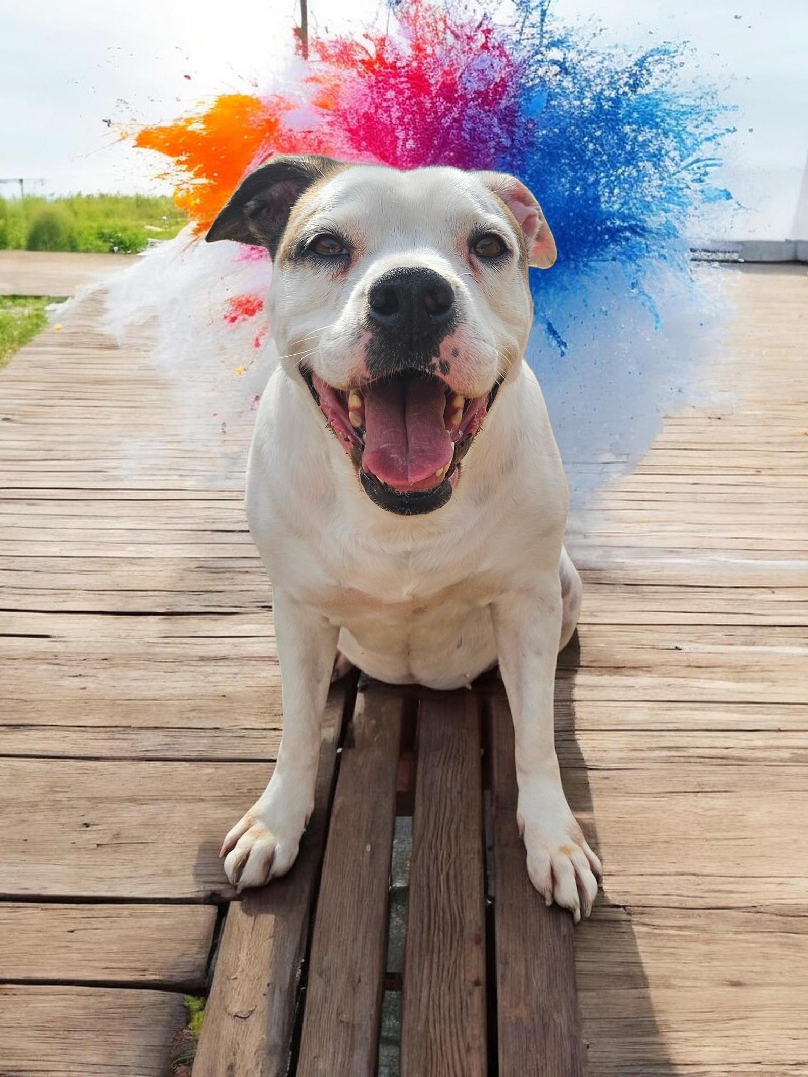 Baby, Adoptable, Adult Female Pit Bull Terrier & Boxer.