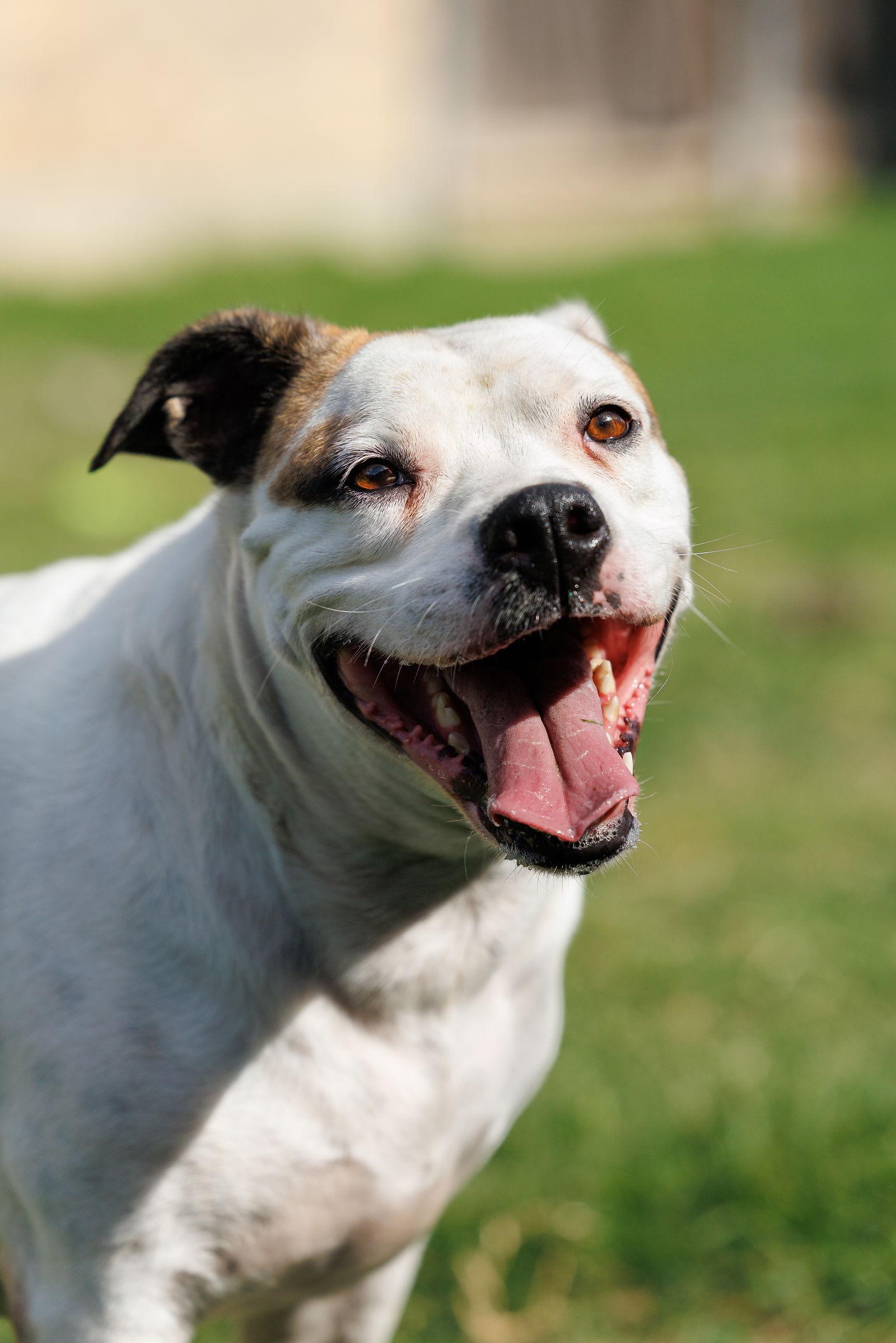 Baby, a Adoptable mixed breed in McKinney, TX image 2/3