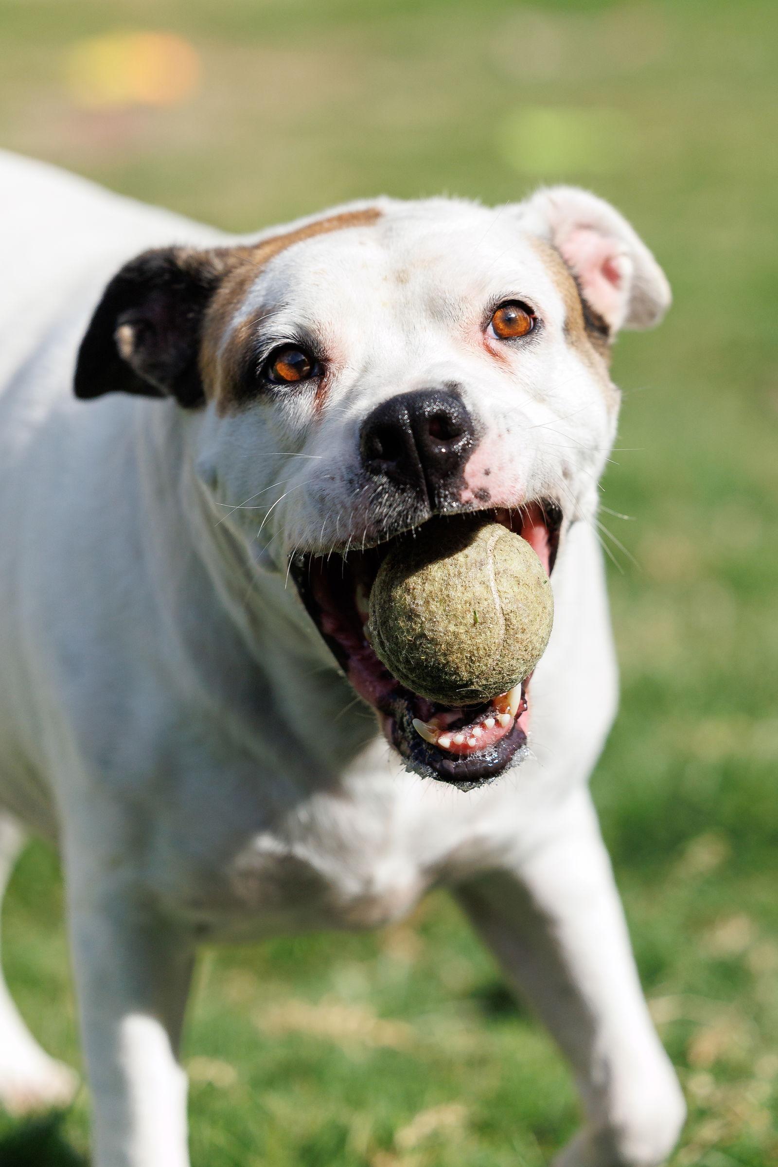 Baby, a Adoptable mixed breed in McKinney, TX image 3/3