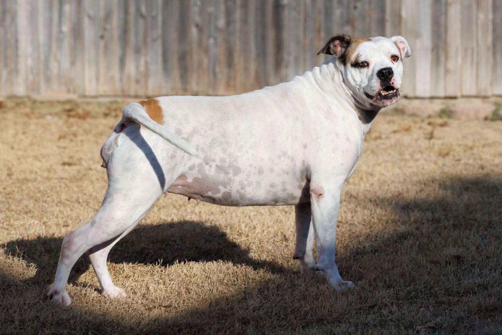 Enlarge Baby, a Adoptable mixed breed in McKinney, TX image 2/3