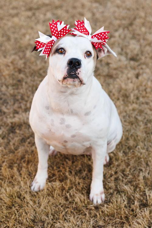Baby, Adoptable, Adult Female Pit Bull Terrier & Boxer.