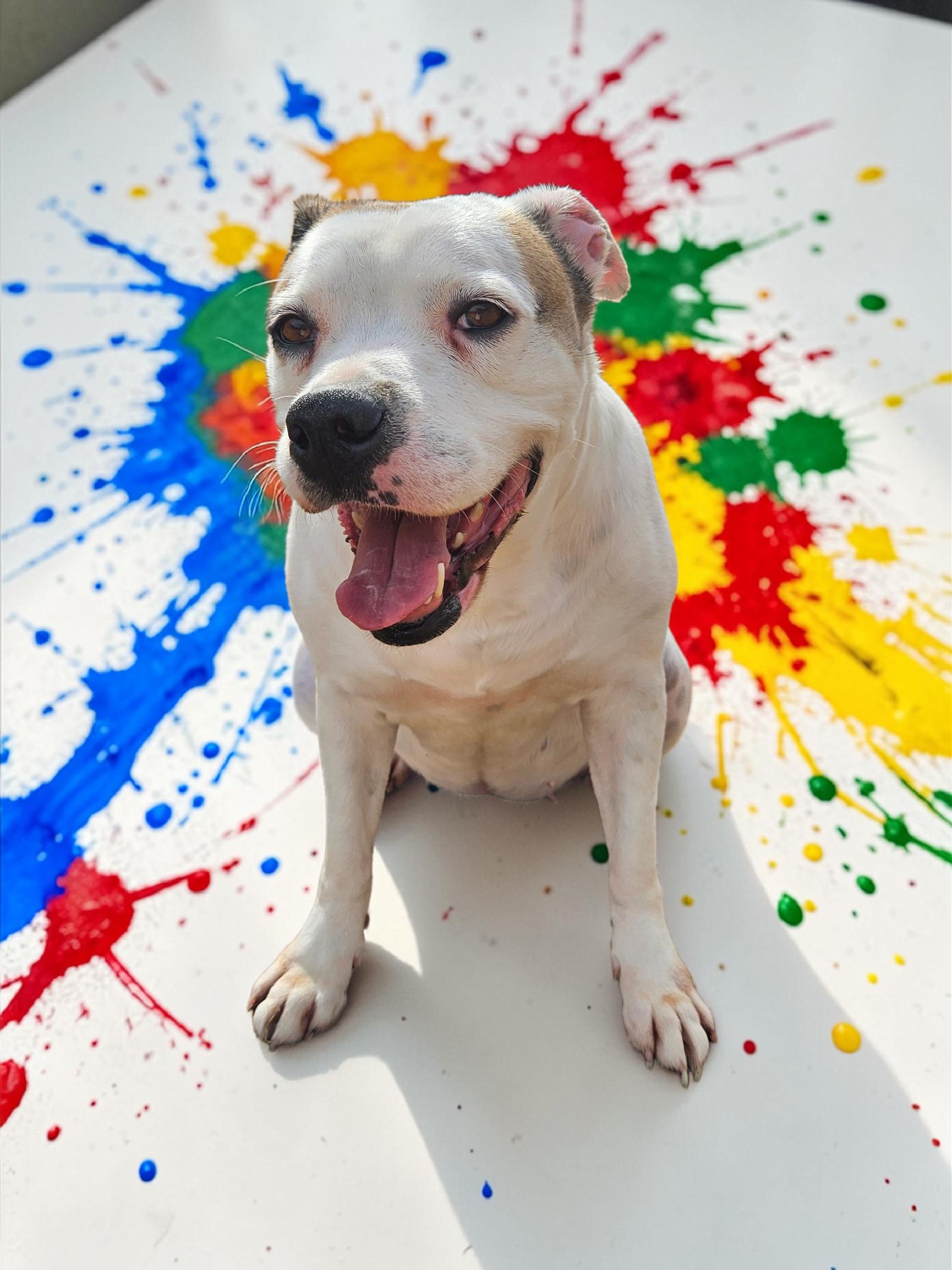 Enlarge Baby, a Adoptable mixed breed in McKinney, TX image 3/3