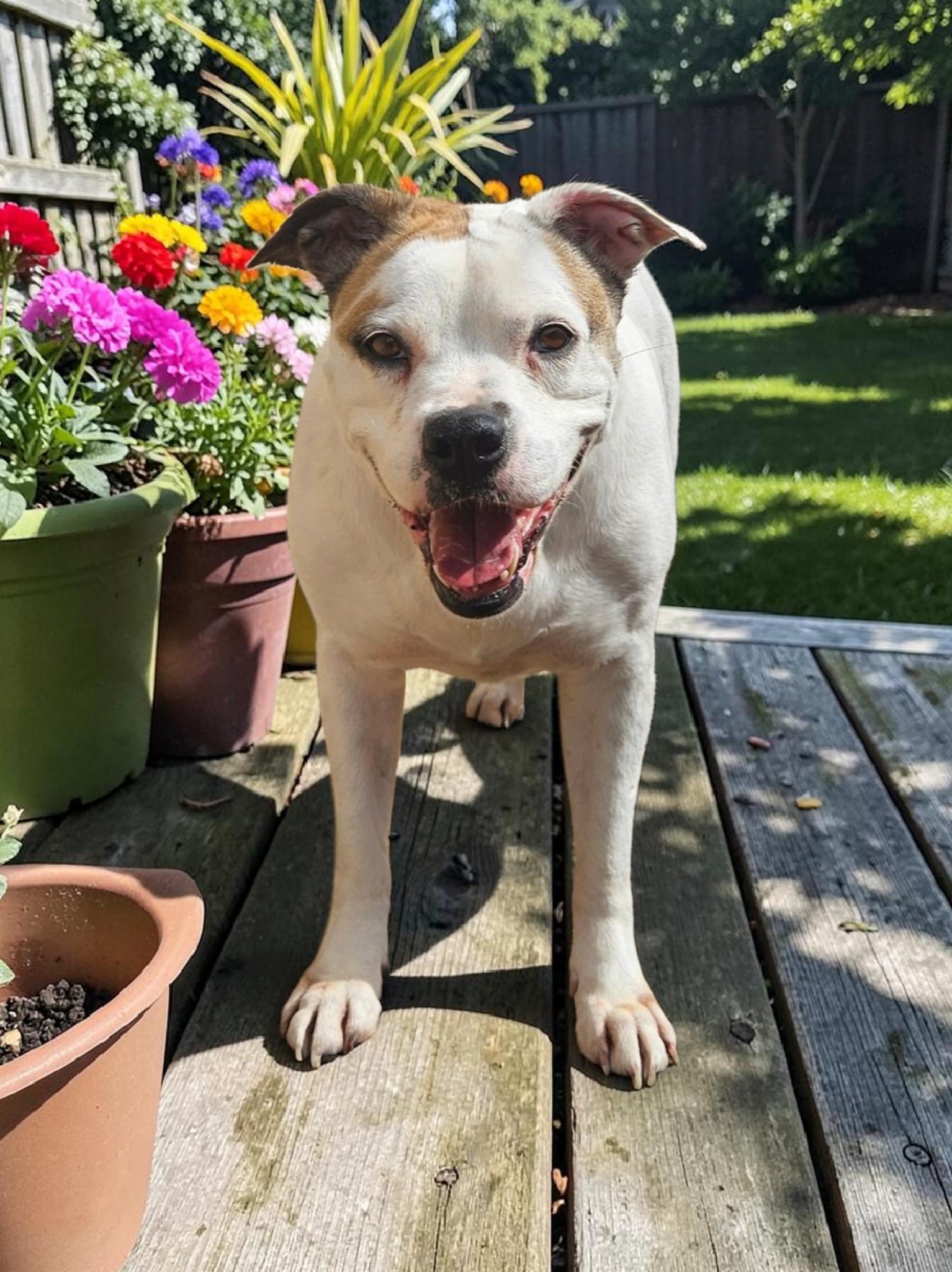 Enlarge Baby - Diamond Dog, a Adoptable mixed breed in McKinney, TX image 3/3