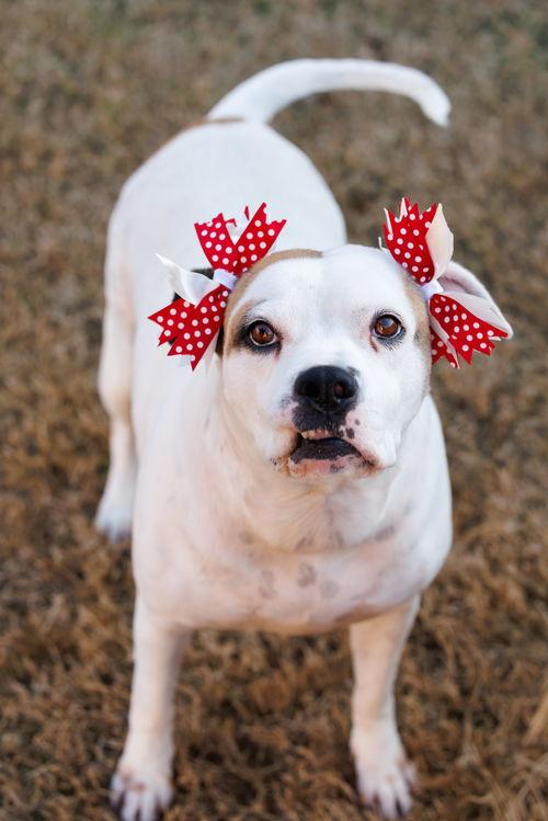Enlarge Baby, a Adoptable mixed breed in McKinney, TX image 2/3