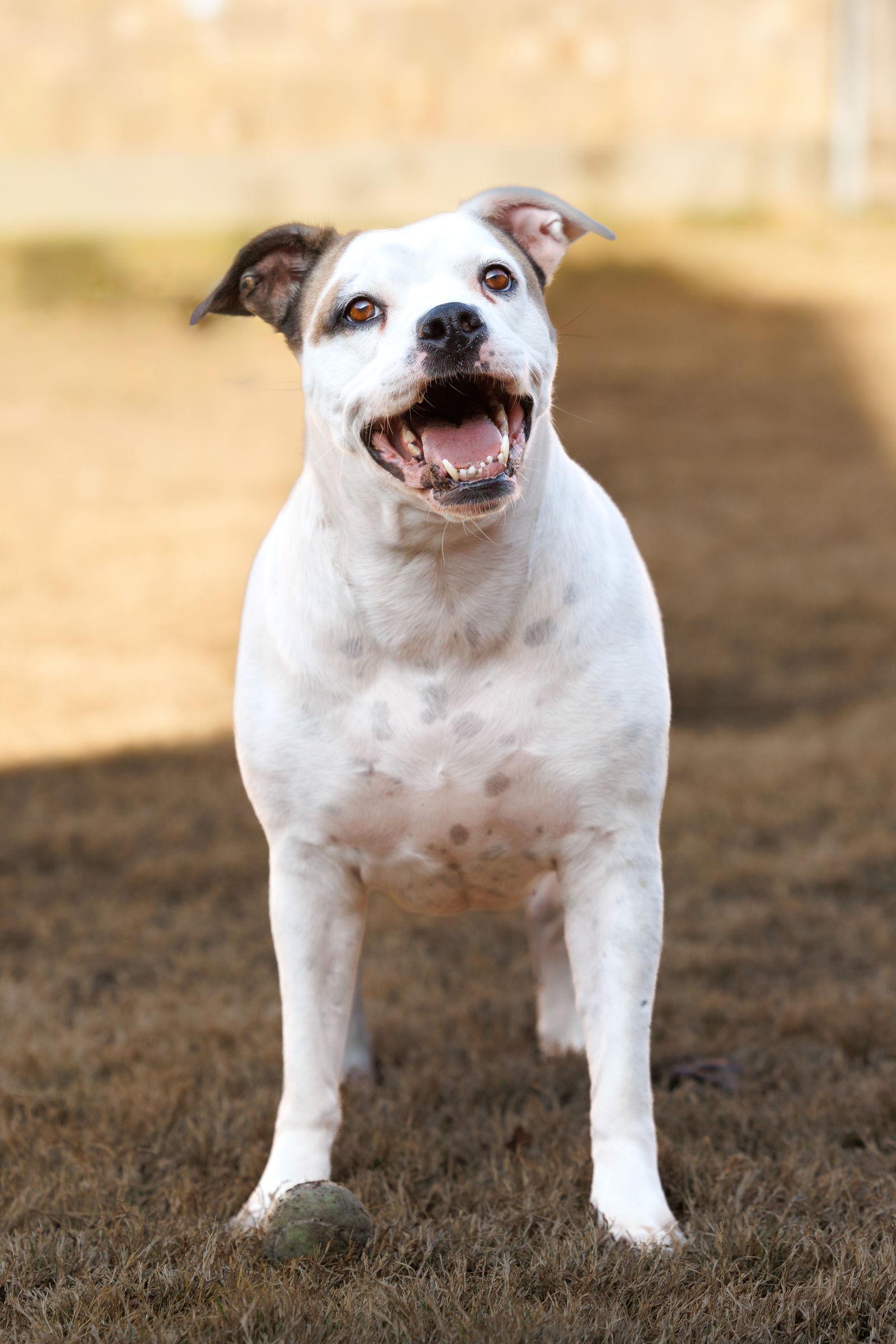 Enlarge Baby, a Adoptable mixed breed in McKinney, TX image 3/3