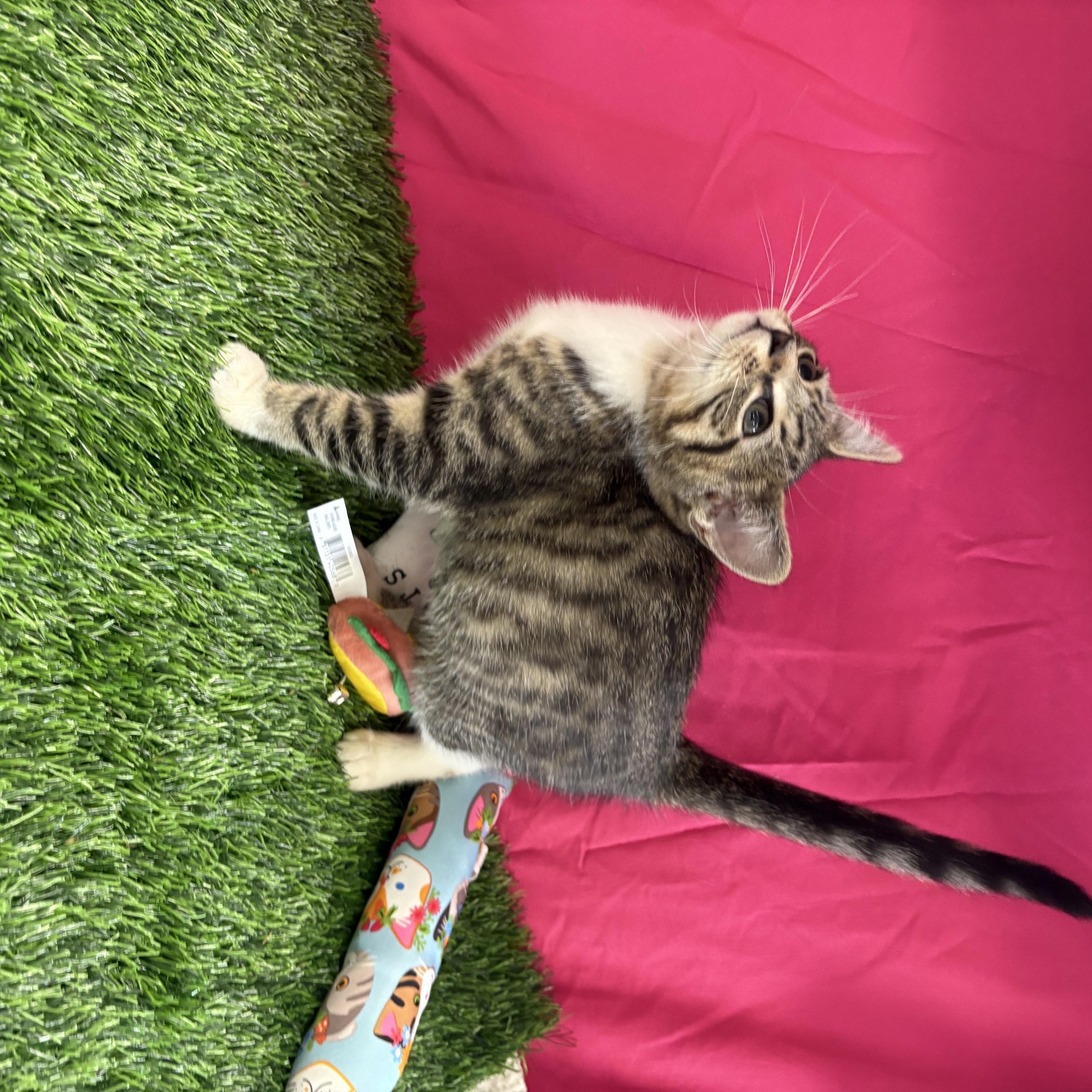 Enlarge Buzz, an adoptable Domestic Short Hair in Bardstown, KY image 5/5