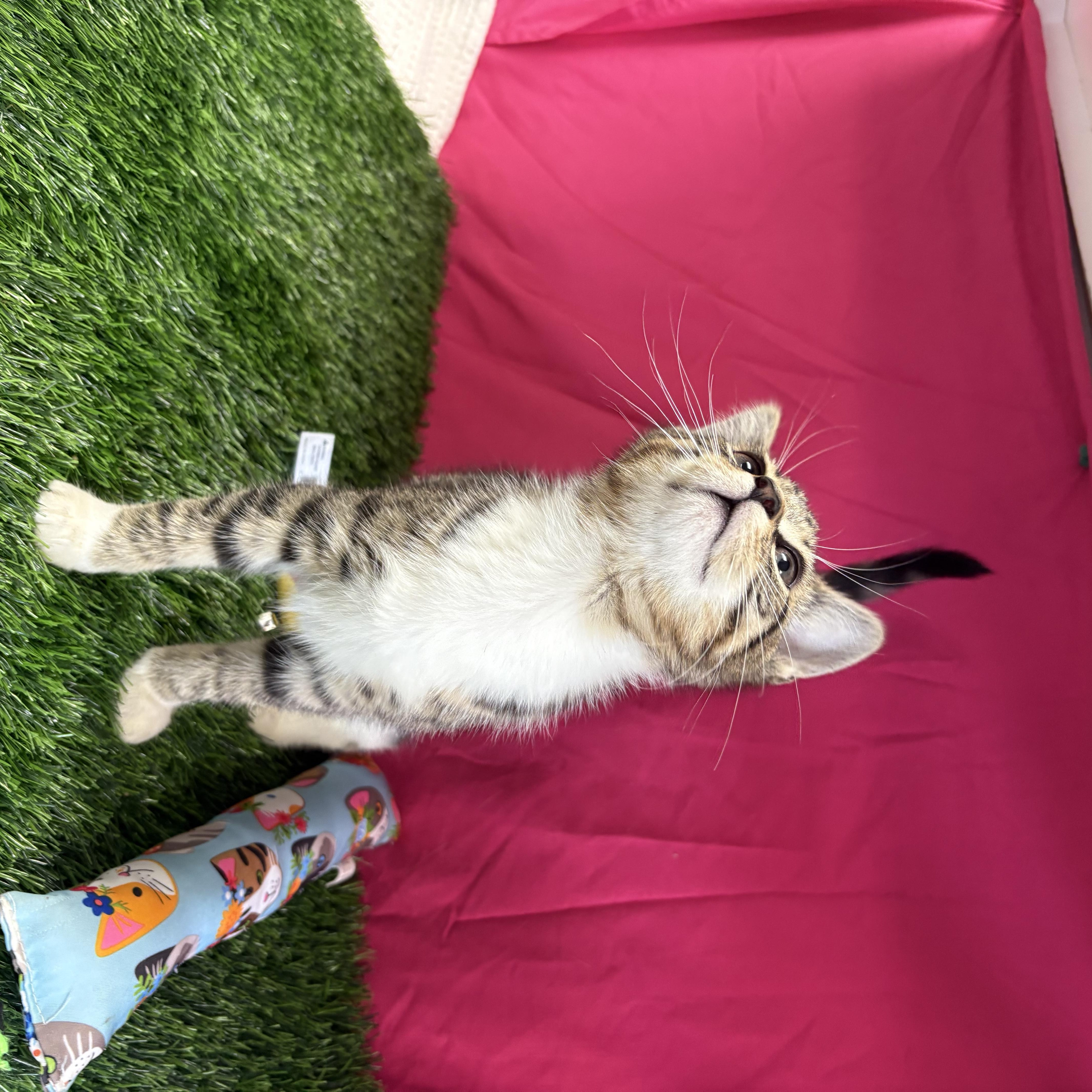 Enlarge Buzz, an adoptable Domestic Short Hair in Bardstown, KY image 3/5