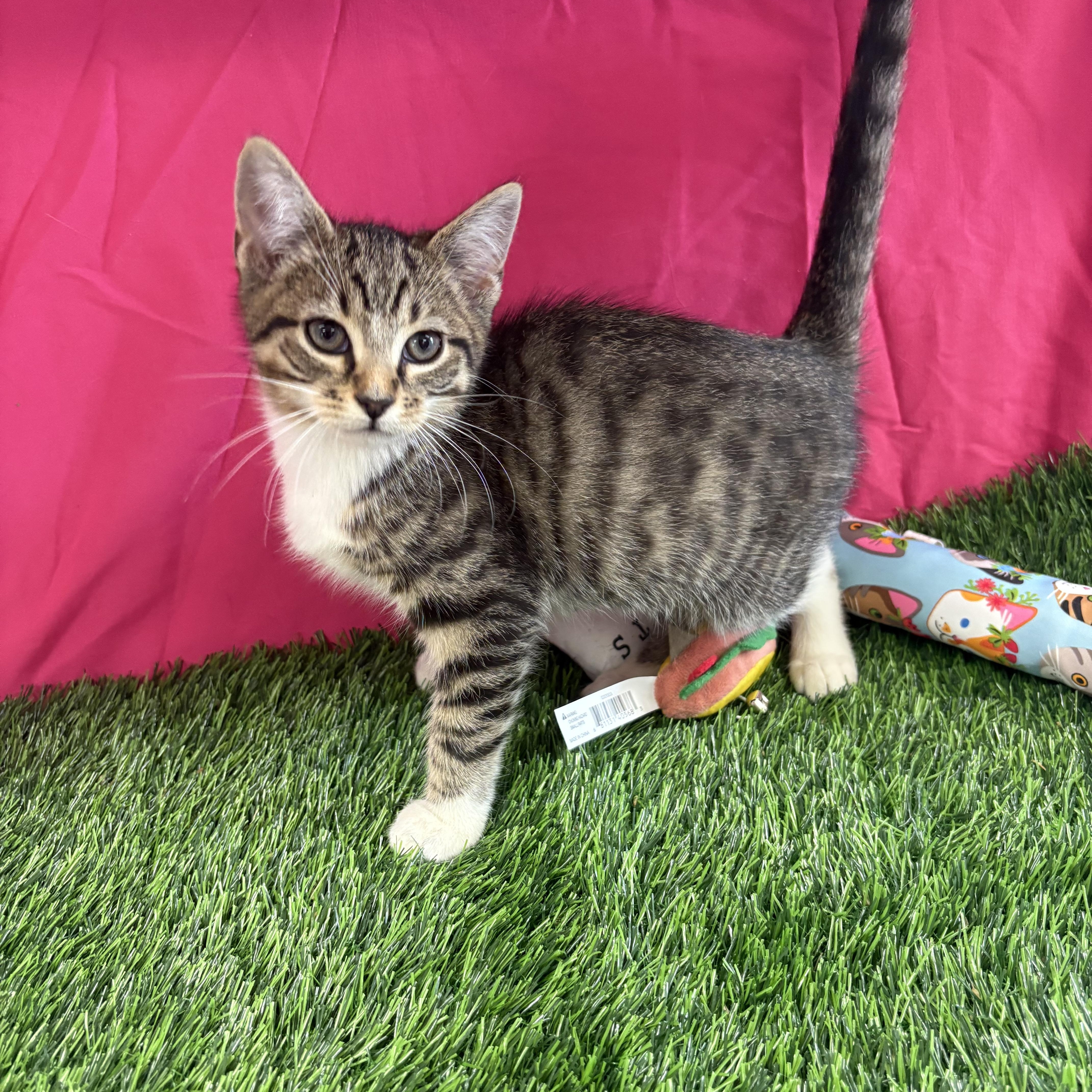 Buzz, adoptable, Kitten Male Domestic Short Hair.