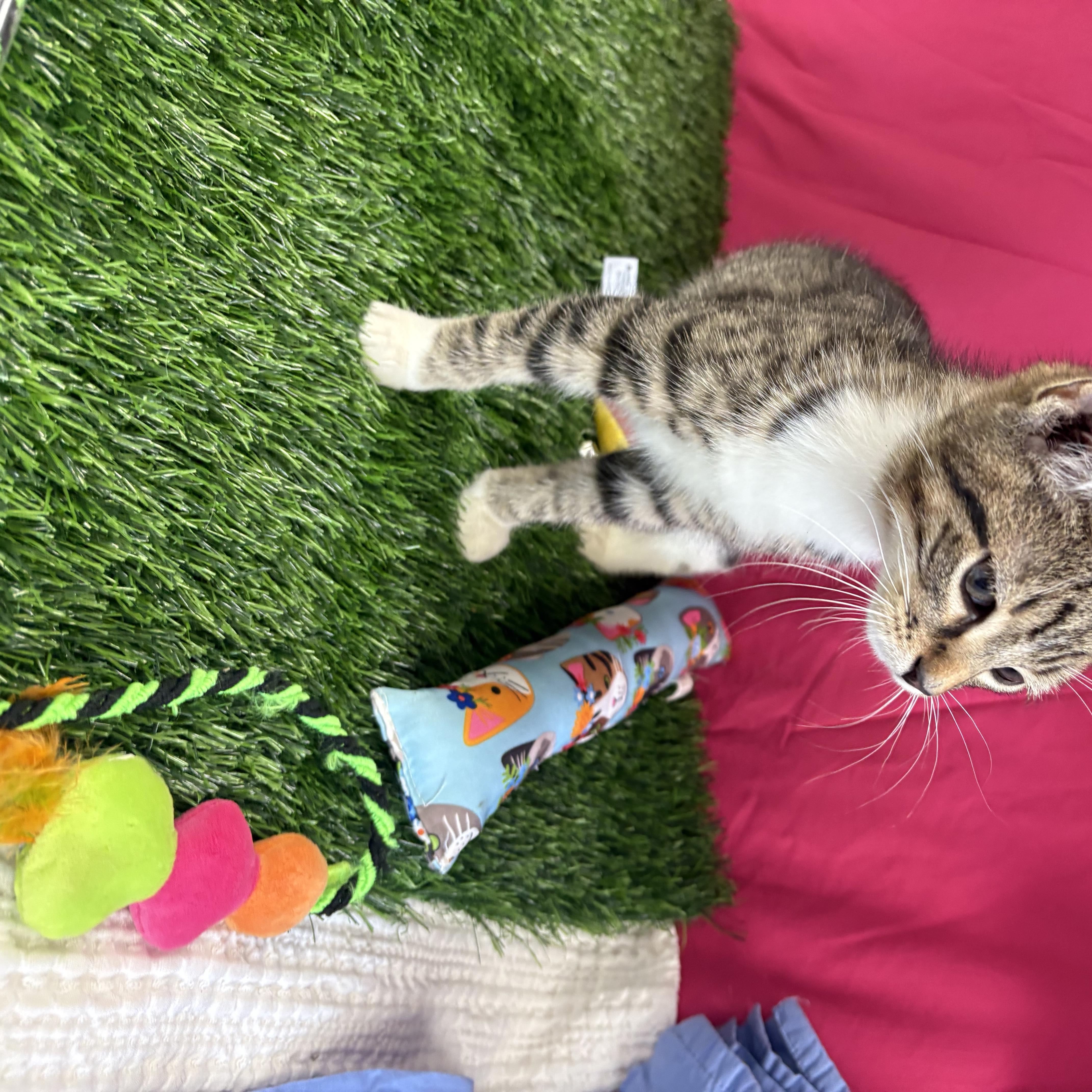 Enlarge Buzz, an adoptable Domestic Short Hair in Bardstown, KY image 2/5
