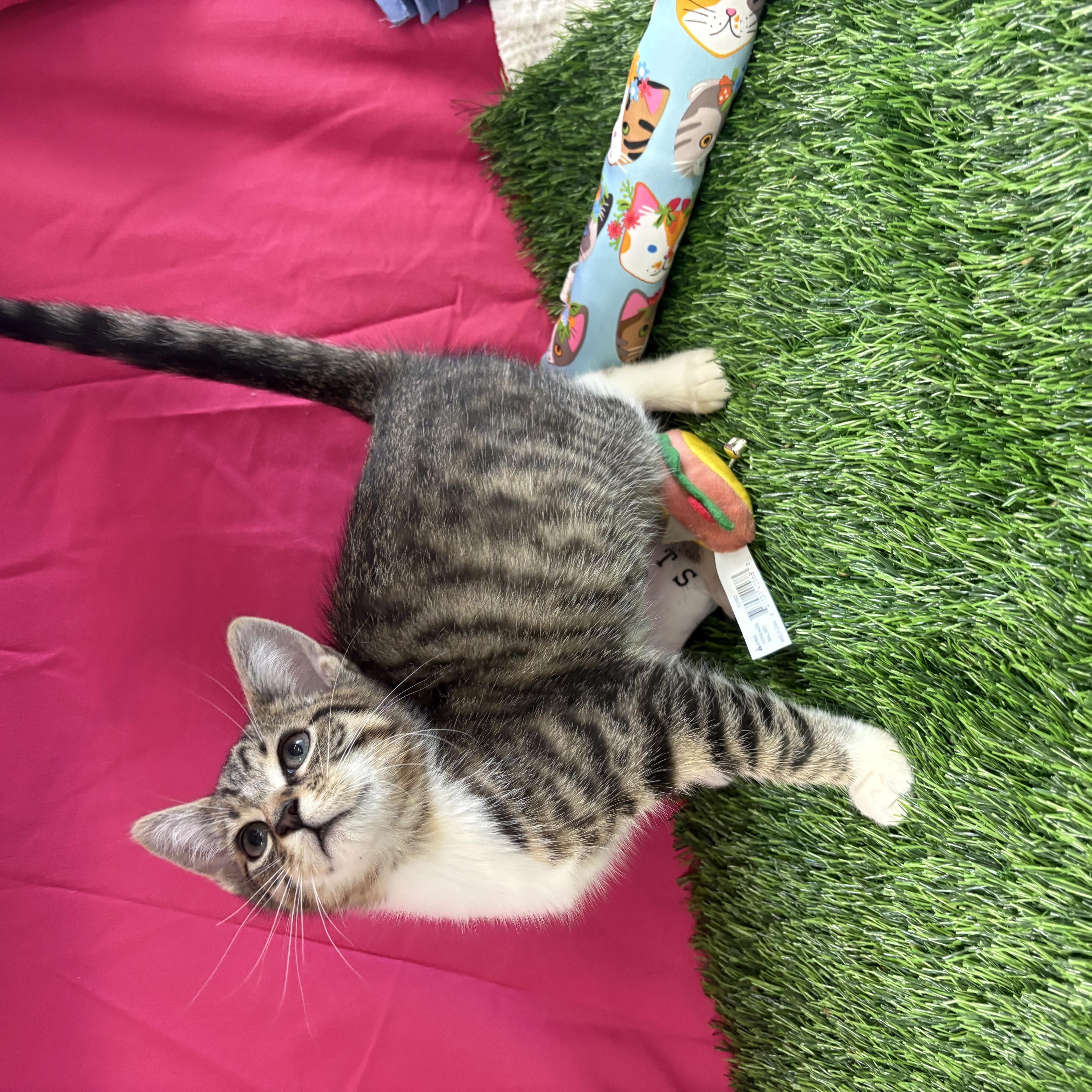 Enlarge Buzz, an adoptable Domestic Short Hair in Bardstown, KY image 4/5