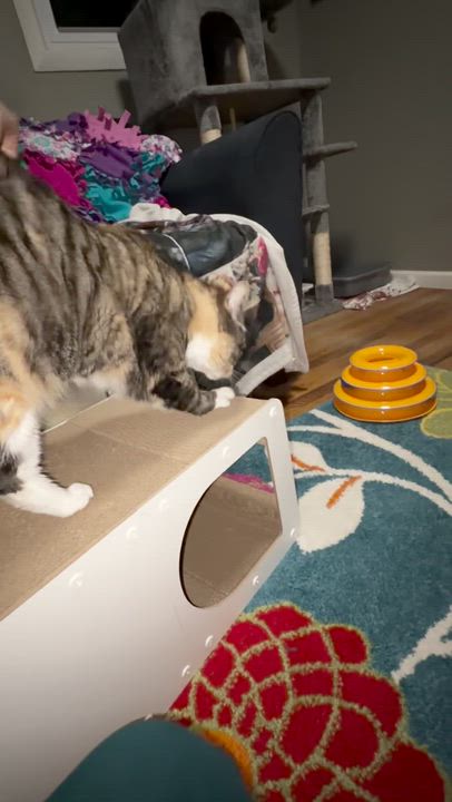 Enlarge Nalah, a ADOPTABLE mixed breed in Kennebunk , ME video 2/3