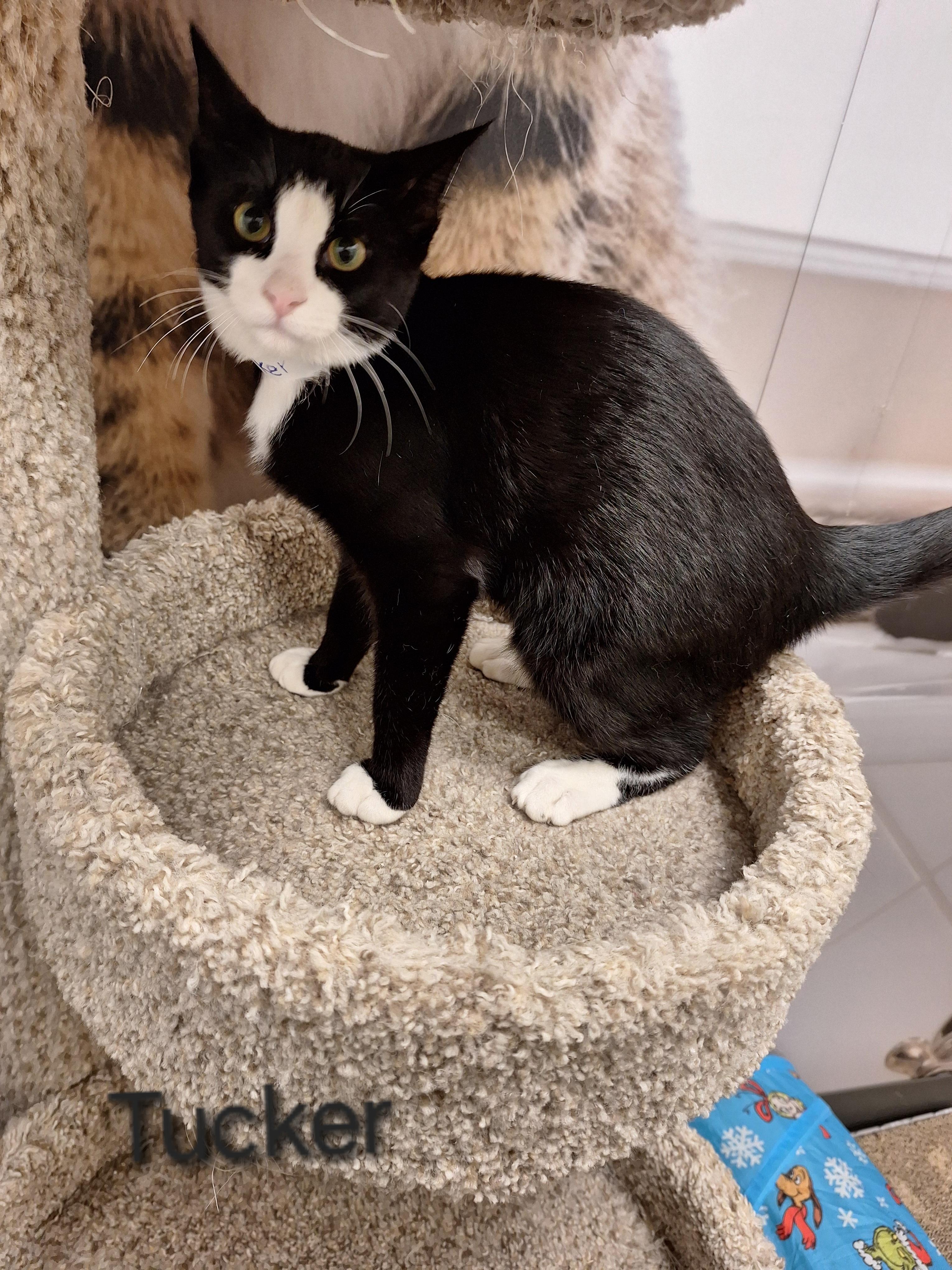 Tucker, an adoptable Domestic Short Hair in Kearney, NE, 68845 | Photo Image 2