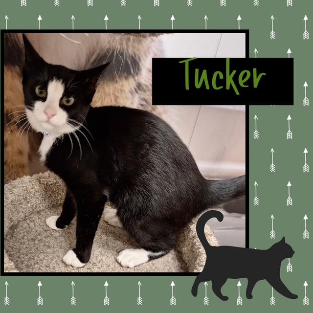 Tucker, an adoptable Domestic Short Hair in Kearney, NE, 68845 | Photo Image 1