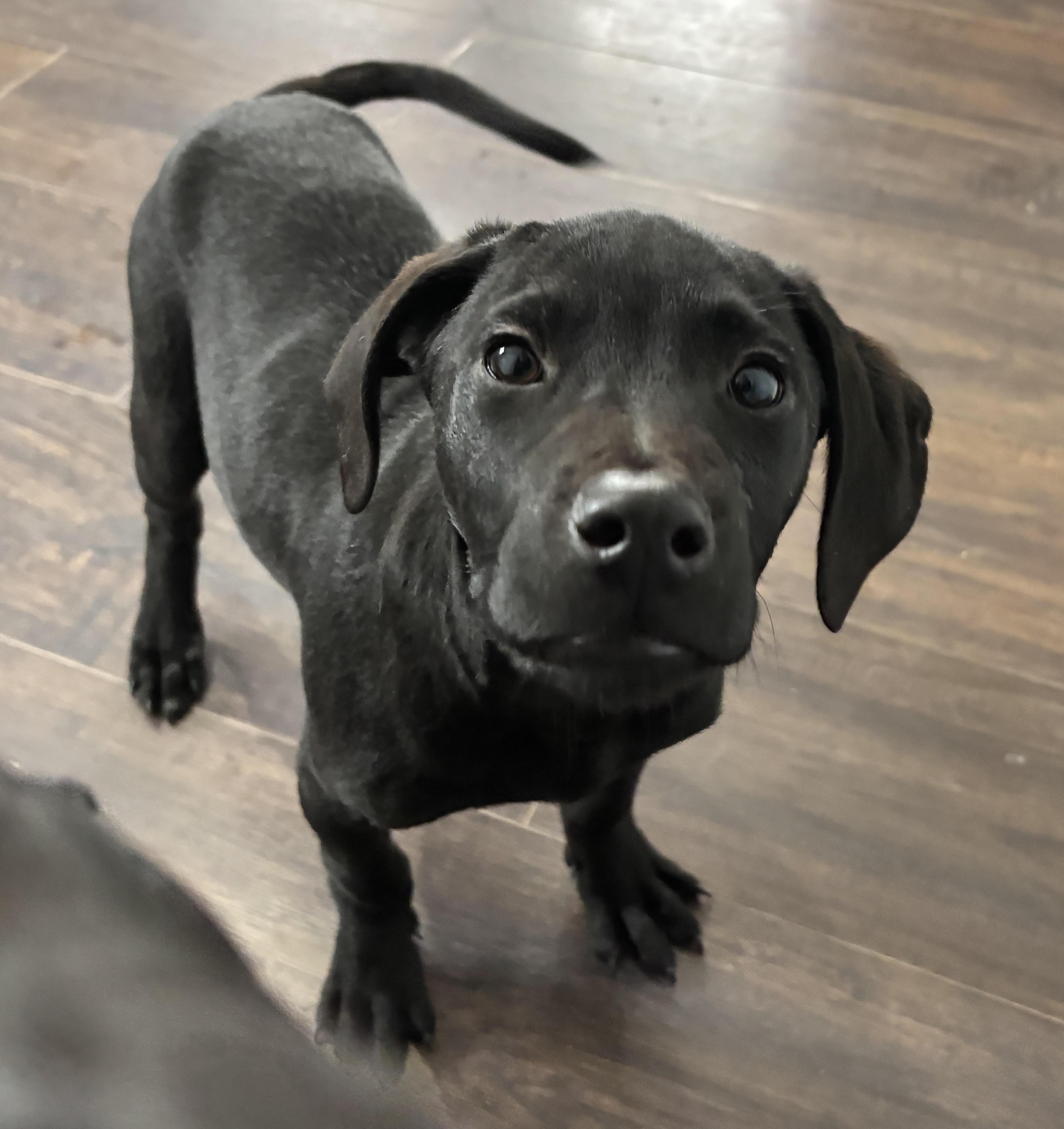 Tinsel, a ADOPTABLE mixed breed in Columbia, MO image 1/3