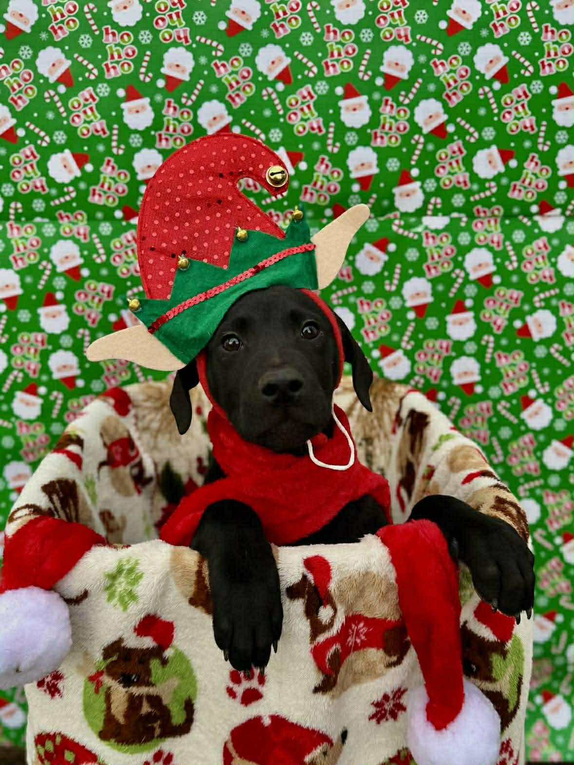 Tinsel, a ADOPTABLE mixed breed in Columbia, MO image 2/3