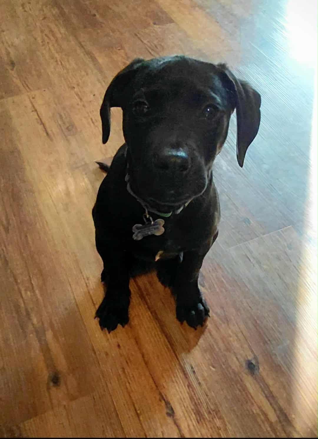 Tinsel, ADOPTABLE, Young Male Black Labrador Retriever.