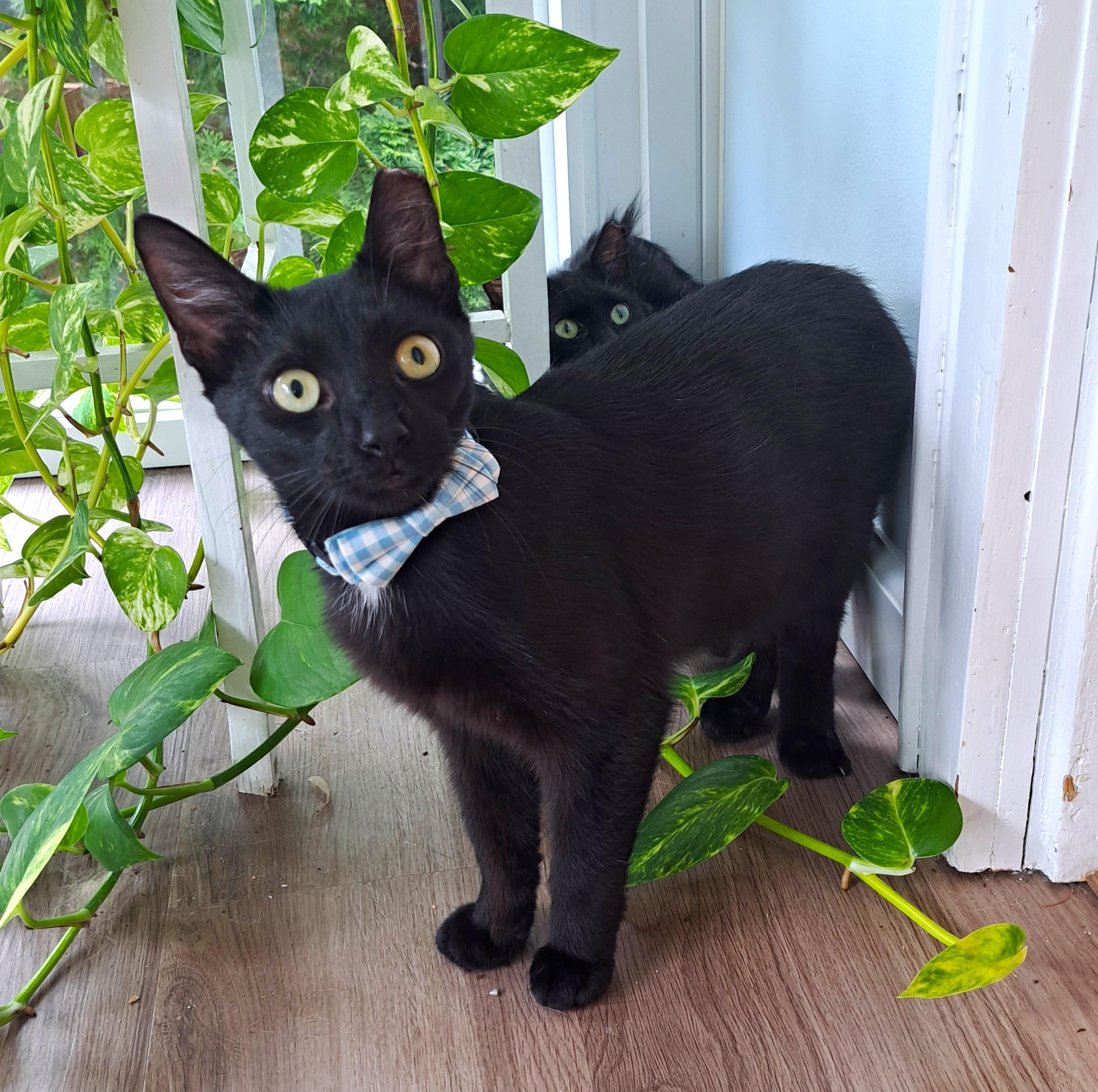 Johnny, a ADOPTABLE Domestic Short Hair in New Albany, OH image 2/6