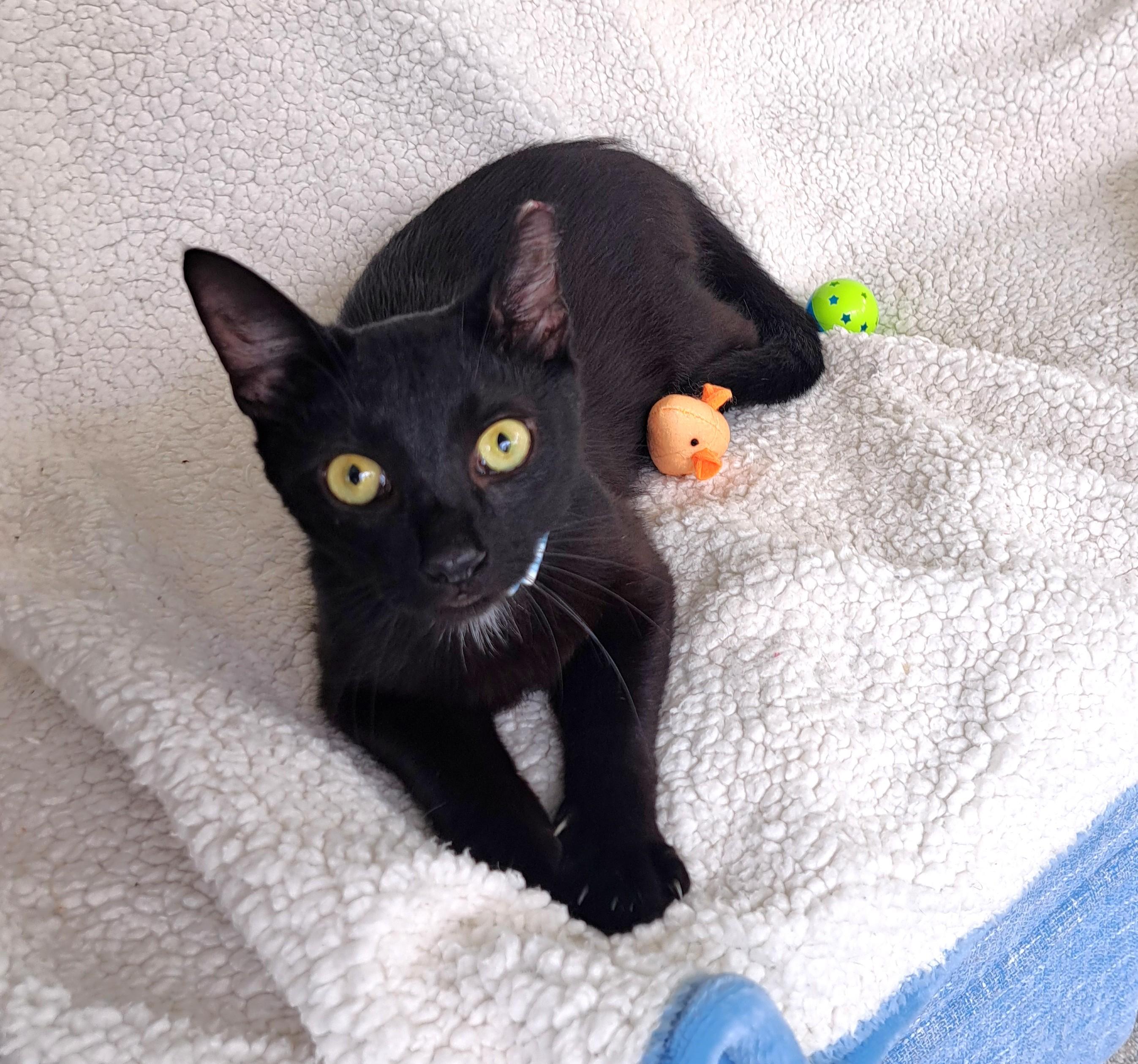 Johnny, a ADOPTABLE Domestic Short Hair in New Albany, OH image 3/6
