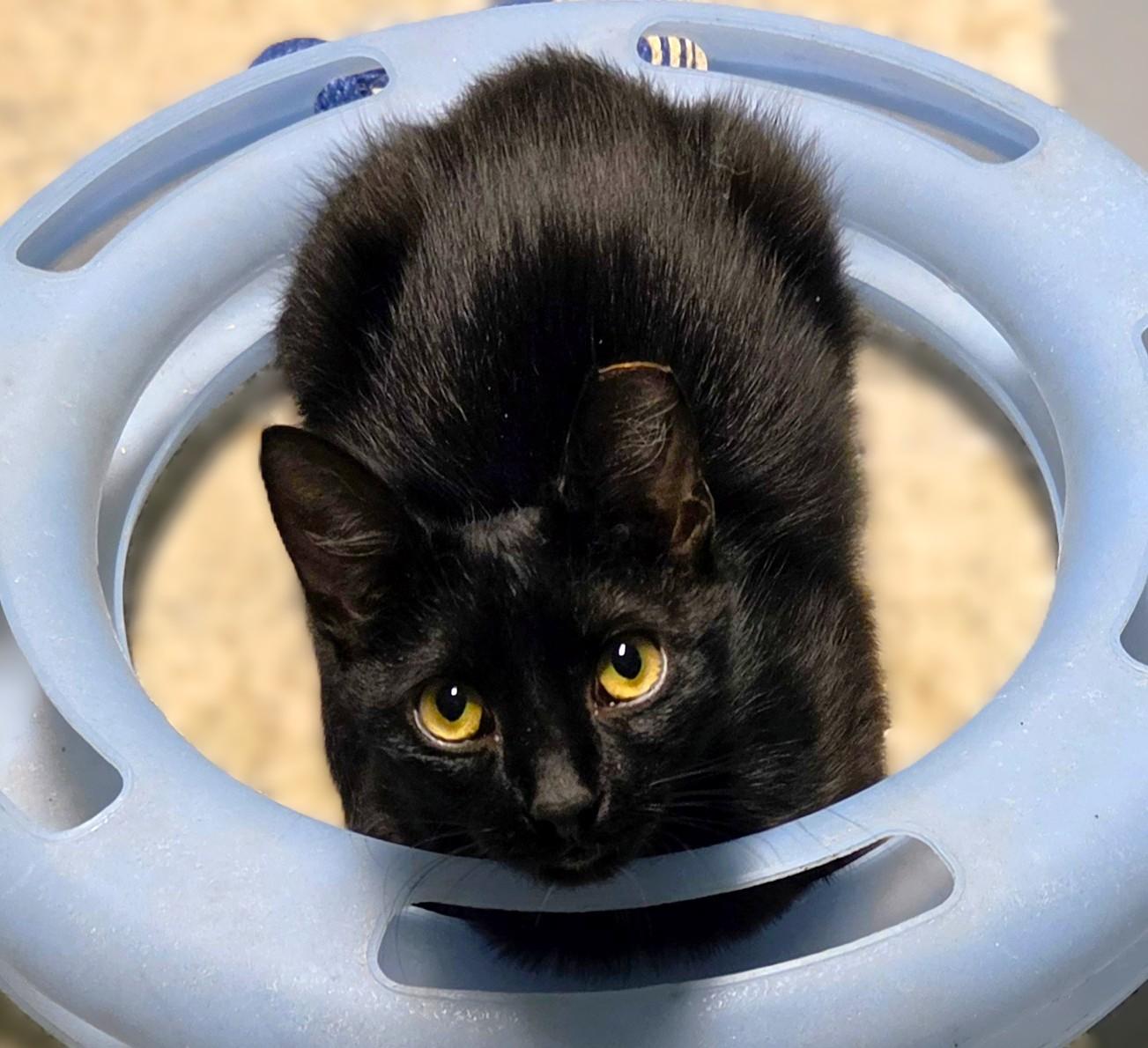 Johnny, a ADOPTABLE Domestic Short Hair in New Albany, OH image 4/6