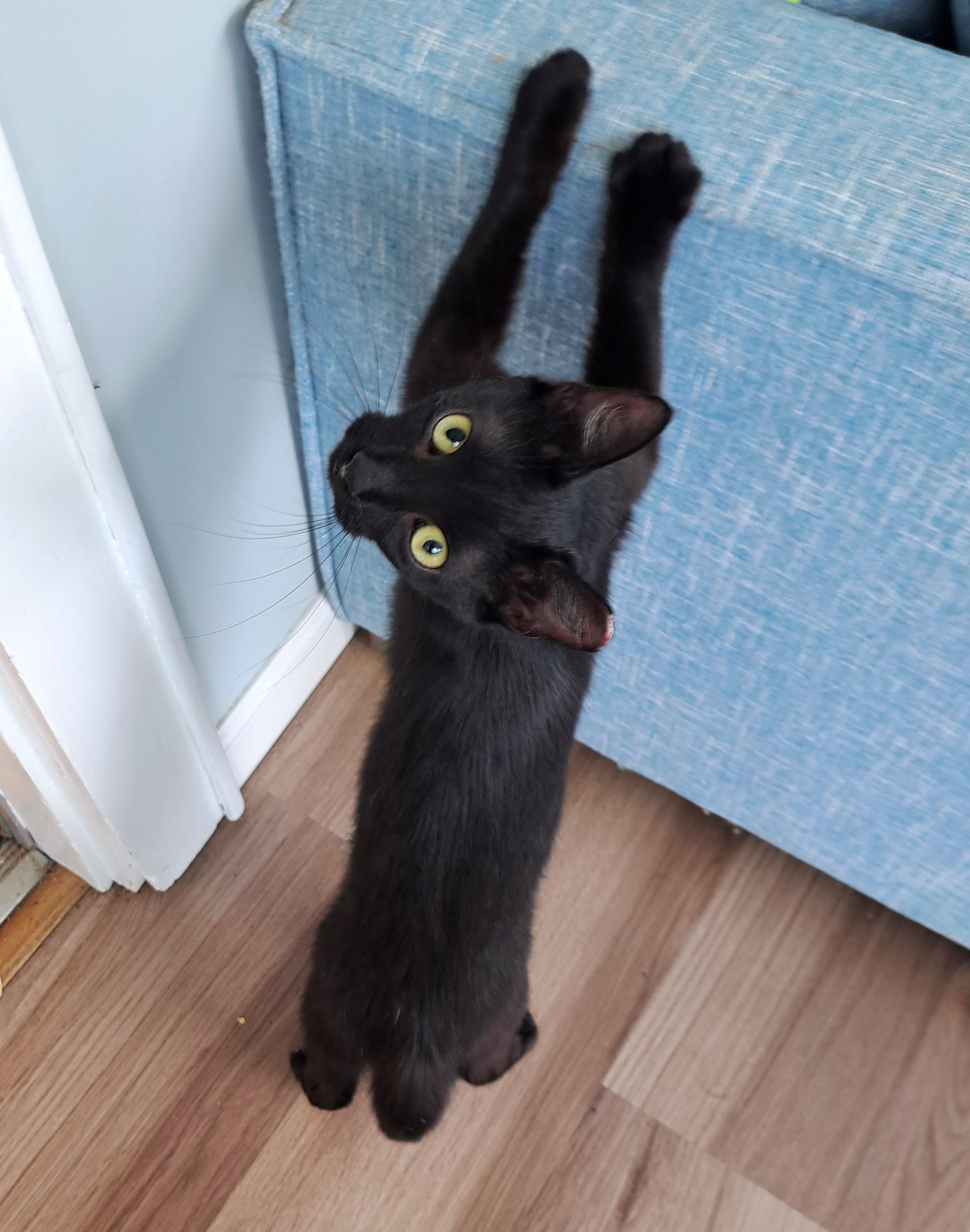 Johnny, a ADOPTABLE Domestic Short Hair in New Albany, OH image 1/6