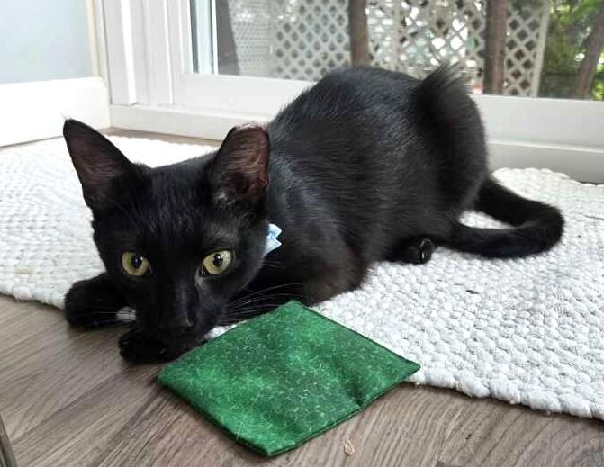 Johnny, a ADOPTABLE Domestic Short Hair in New Albany, OH image 6/6