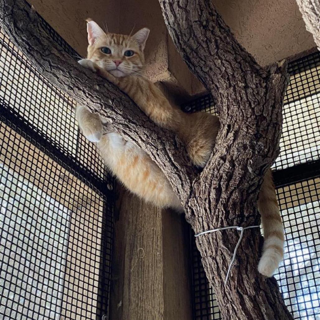 Enlarge Sherbert, a Adoptable Domestic Short Hair in Fulton, TX image 1/1