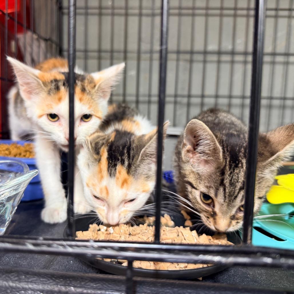 Fern, Adoptable, Young Female Domestic Short Hair.