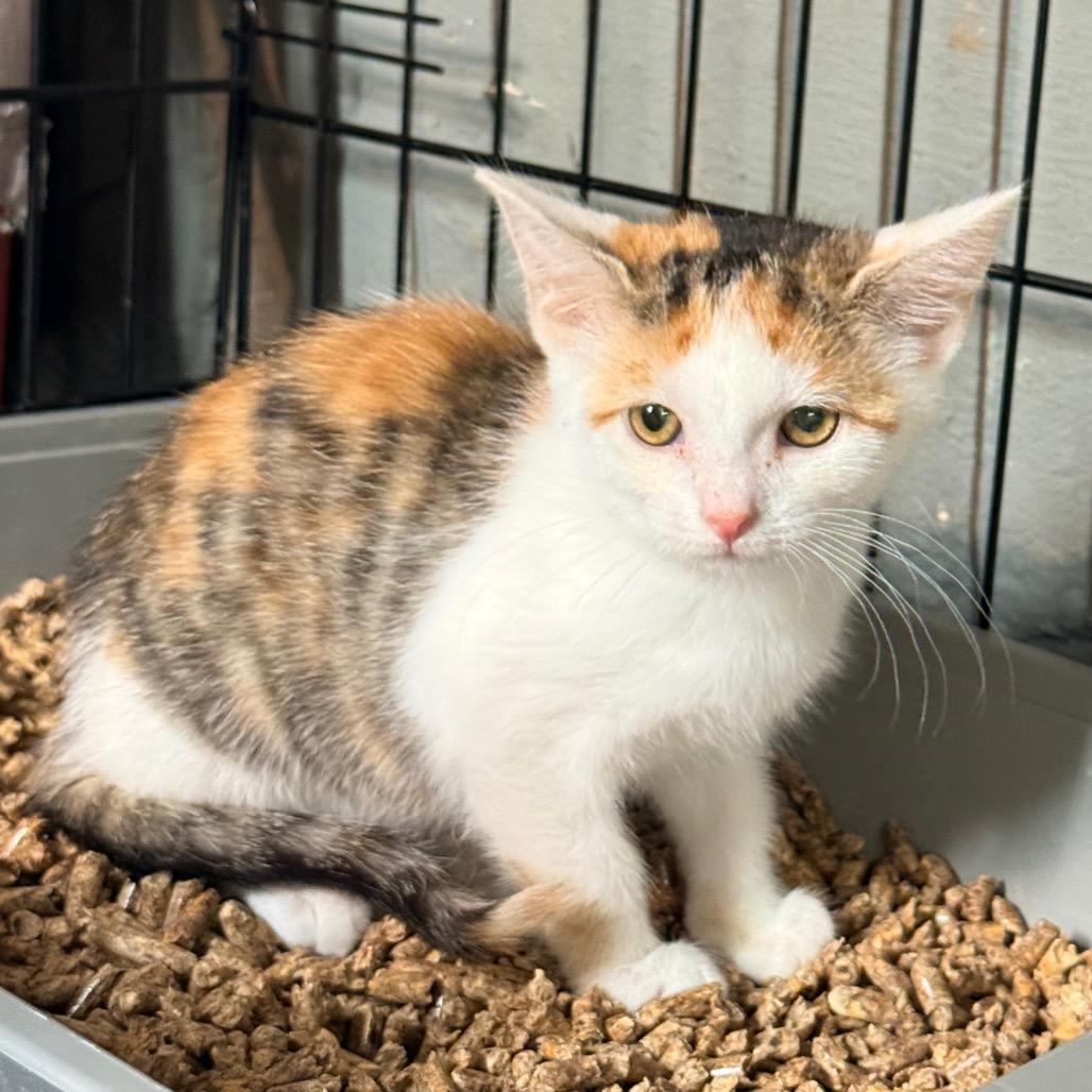 Enlarge Fern, a Adoptable Domestic Short Hair in Irwin, PA image 3/5