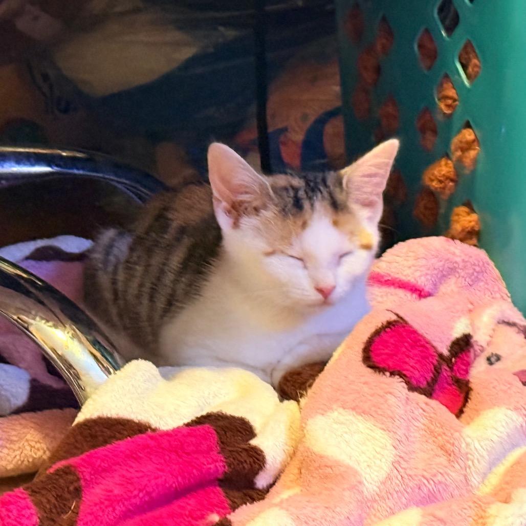 Enlarge Fern, a Adoptable Domestic Short Hair in Irwin, PA image 4/5