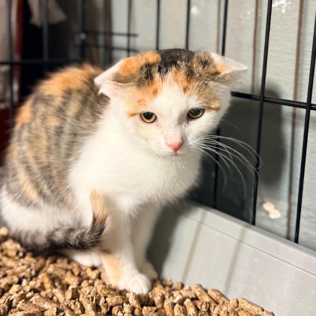 Enlarge Fern, a Adoptable Domestic Short Hair in Irwin, PA image 4/5