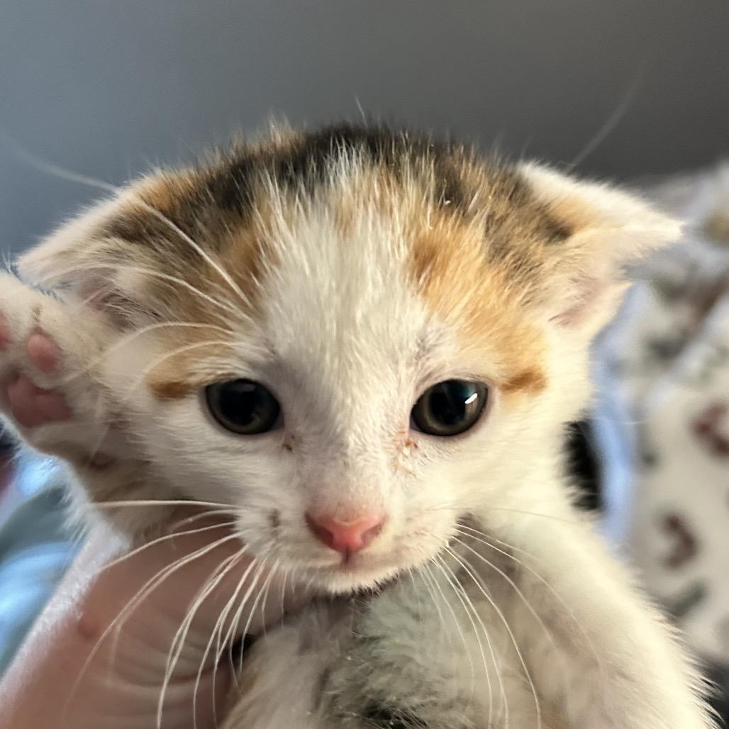 Enlarge Fern, a Adoptable Domestic Short Hair in Irwin, PA image 5/5