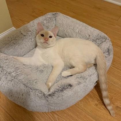 Nancy (Bashful Buddy), Adoptable, Young Female Domestic Short Hair & Domestic Short Hair.