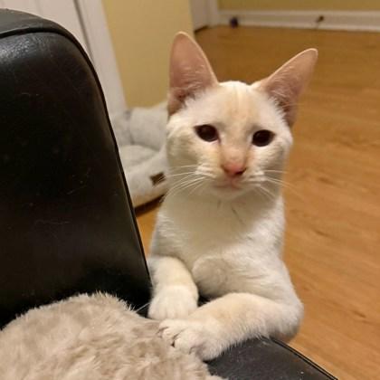 Nancy (Bashful Buddy), a Adoptable mixed breed in Wheaton, IL image 3/3