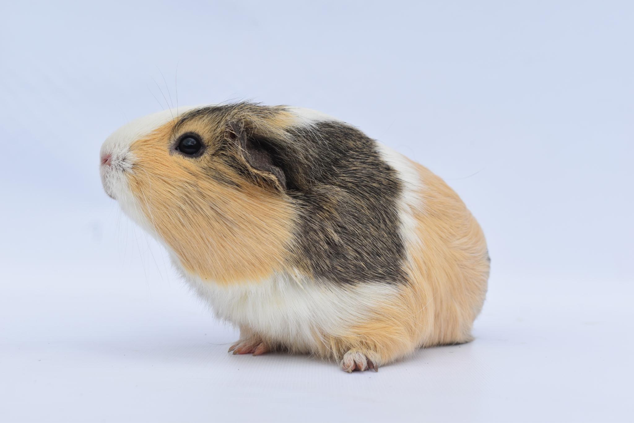 Seraphina and Penelope, a ADOPTABLE Guinea Pig in Walnut Grove, CA image 2/2