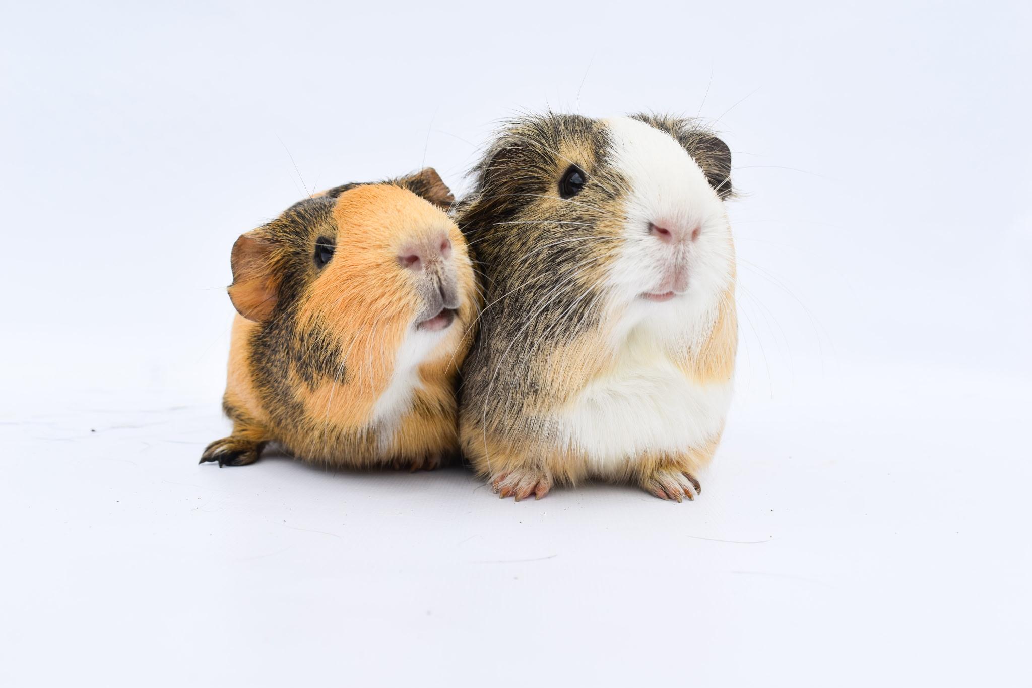 Seraphina and Penelope, ADOPTABLE, Adult Female Guinea Pig.