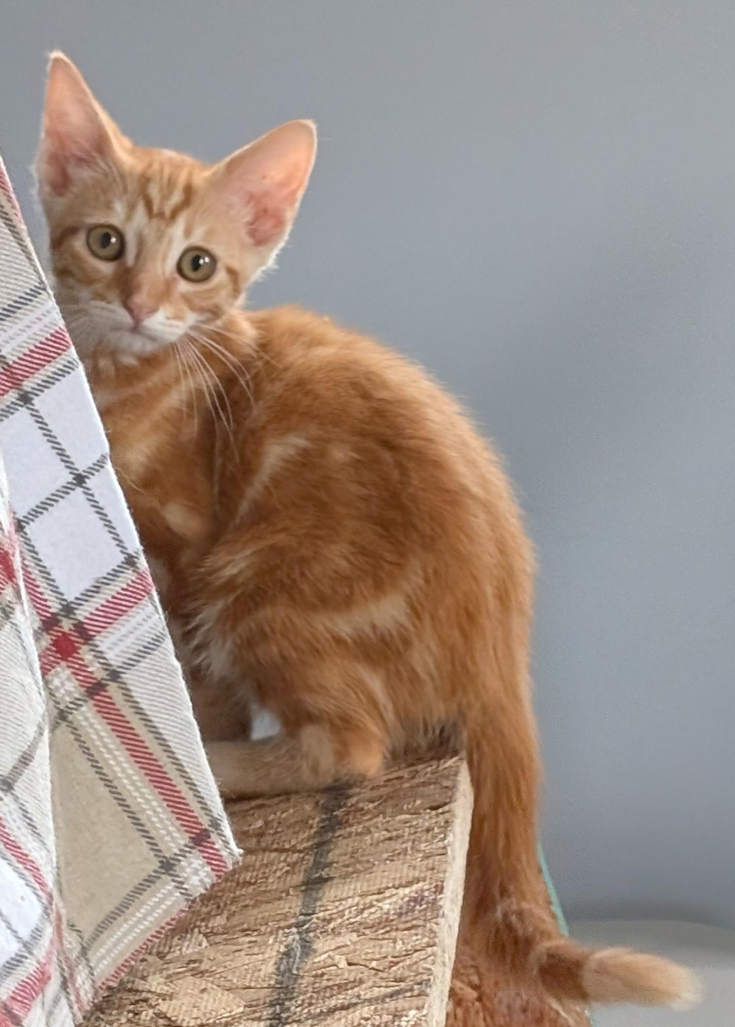 Tango, Adoptable, Kitten Male Domestic Short Hair.
