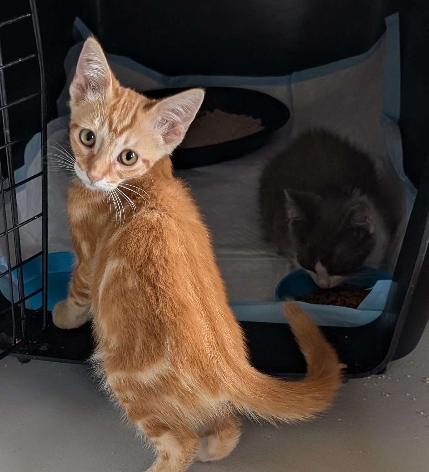 Enlarge Tango, a Adoptable mixed breed in Toledo, OH image 2/2