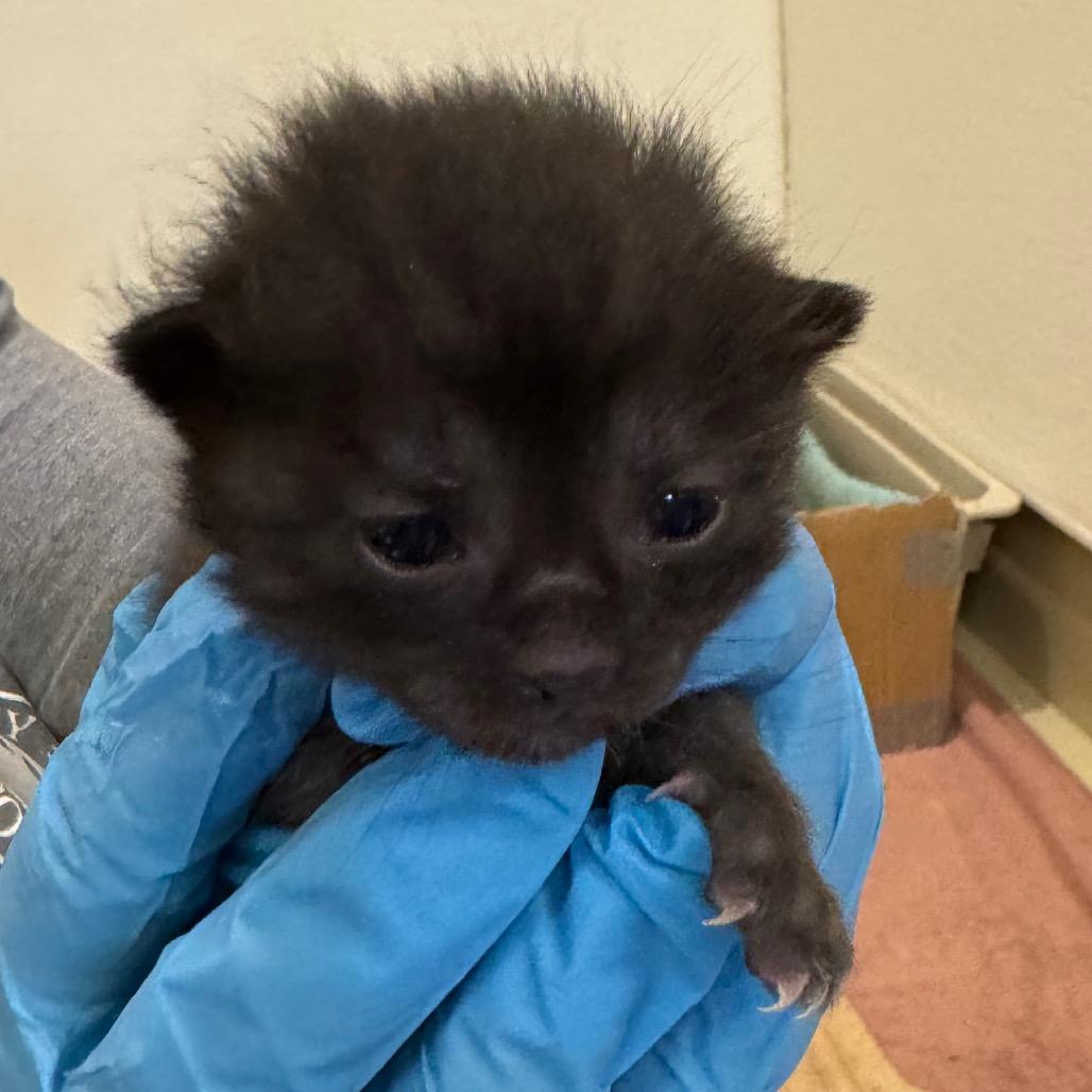 Ghost, Adoptable, Kitten Female Domestic Short Hair.