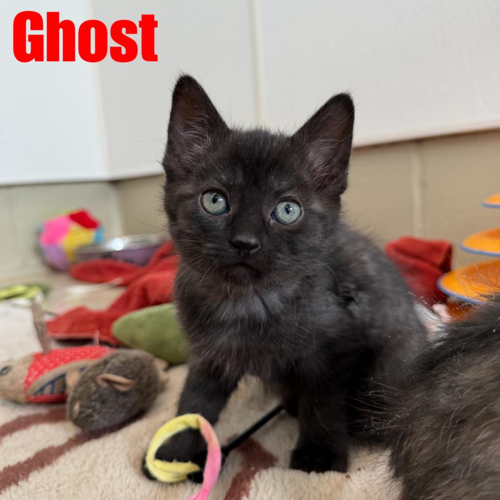 Enlarge Ghost, a Adoptable Domestic Short Hair in International Falls, MN image 2/3