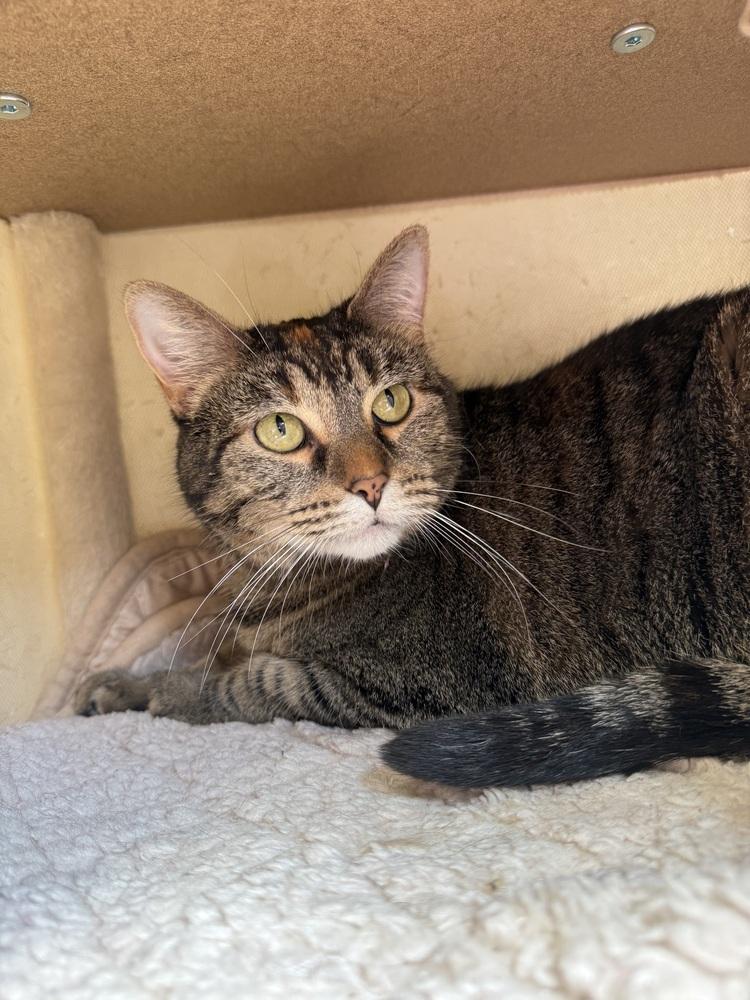 AC Covie AKA Dot, Adoptable, Adult Female Tabby.