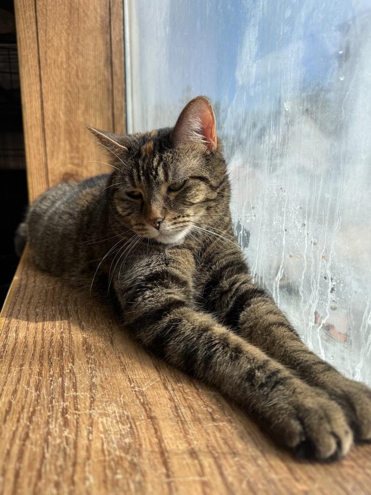 Enlarge AC Covie AKA Dot, a Adoptable Tabby in Fremont, NE image 2/5