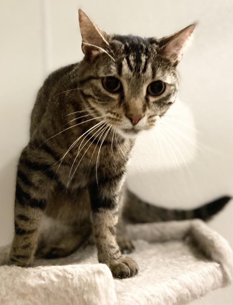 Enlarge AC Covie AKA Dot, a Adoptable Tabby in Fremont, NE image 1/1