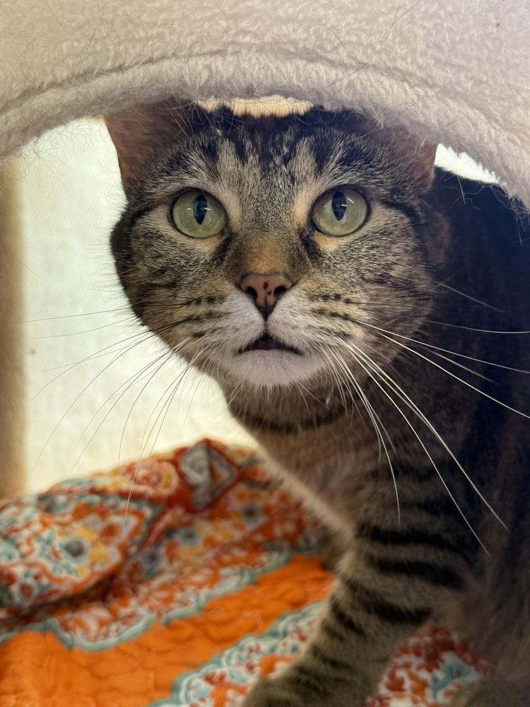 Enlarge AC Covie AKA Dot, a Adoptable Tabby in Fremont, NE image 3/5