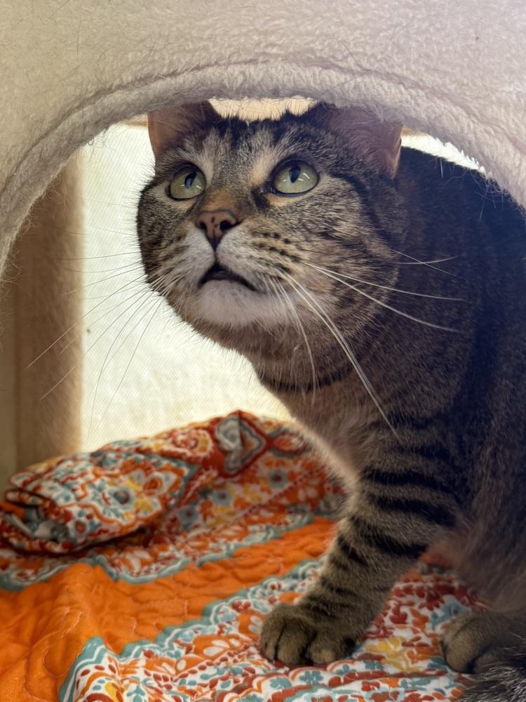 Enlarge AC Covie AKA Dot, a Adoptable Tabby in Fremont, NE image 4/5